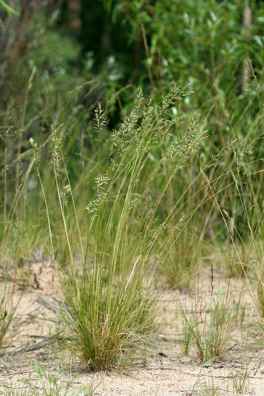 Изображение особи Festuca polesica.