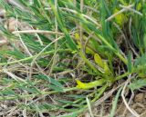 Astragalus tekutjevii