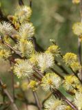 Salix aurita. Ветви с мужскими соцветиями. Псковская обл., Себежский р-н. 14.05.2006.
