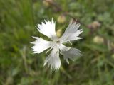 Dianthus fragrans