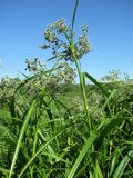 Scirpus sylvaticus