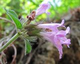 Clinopodium caucasicum. Верхушка побега с цветками. Абхазия, Гудаутский р-н, Мюссерский лесной массив. 19.06.2012.