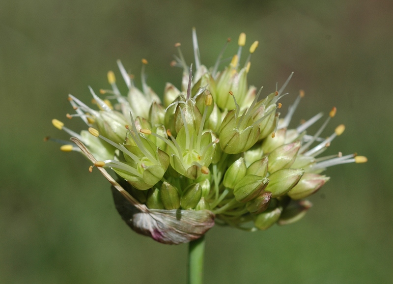Изображение особи Allium petraeum.