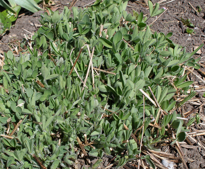 Image of Trifolium ochroleucon specimen.