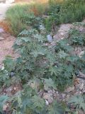 Ricinus communis. Молодые сеянцы рядом со старым кустом, на месте снесённого бульдозером другого куста. Израиль, г. Беэр-Шева, рудеральное местообитание. 29.05.2013.