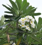 Plumeria obtusa. Верхушка побега с соцветием и плодом. Таиланд, Бангкок. 17.06.2013.