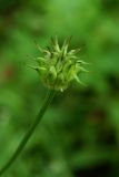 Trollius macropetalus