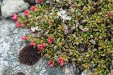 Loiseleuria procumbens