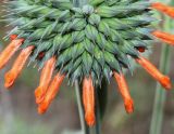 Leonotis leonurus