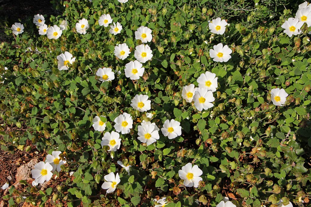 Image of Cistus salviifolius specimen.