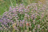 Phlomis pungens