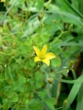 Oxalis stricta