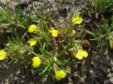 Ajuga glabra