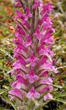 Pedicularis pallasii. Соцветие. Камчатский край, Елизовский район. Июль 2008 г.