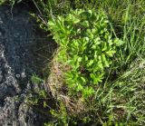 Ligusticum scoticum. Вегетирующее растение на дерновине на гранитных скалах. Архангельская обл., Онежский р-н, Белое море, о-в Кий. 12.06.2014.