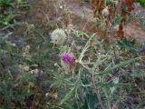 Cirsium abkhasicum. Верхушка отцветающего растения с бутоном. Абхазия, хр. Авадхара, юго-восточный лесистый склон с выходами минеральных вод. 17.08.2014.