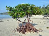 Rhizophora apiculata. Взрослое дерево во время отлива. Андаманские острова, остров Хейвлок, песчаный пляж. 01.01.2015.