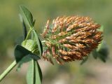 Trifolium pratense. Отцветающее соцветие. Кыргызстан, Нарынская обл., левый берег р. Нарын, окр. с. Таш-Башат, вахтовый пос. гидростроителей. 17.07.2015.