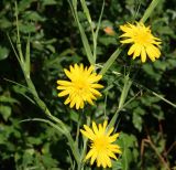 Tragopogon orientalis