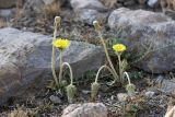 Taraxacum turcomanicum. Цветущие растения с отцветшими соцветиями. Южный Казахстан, горы Алатау (Даубаба), Карьерное ущелье. 13.08.2014.