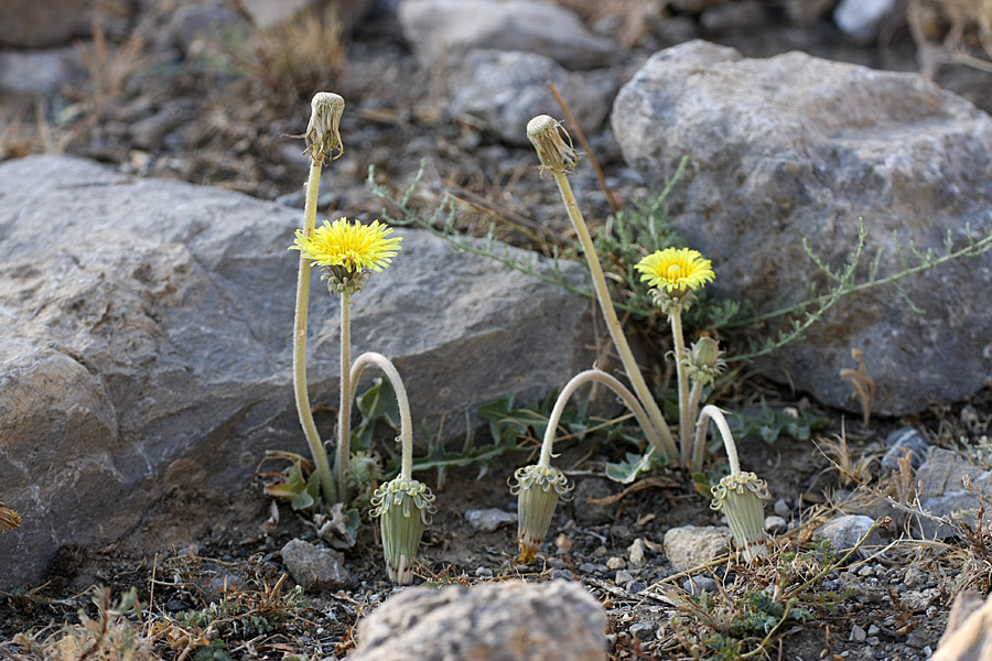 Изображение особи Taraxacum turcomanicum.