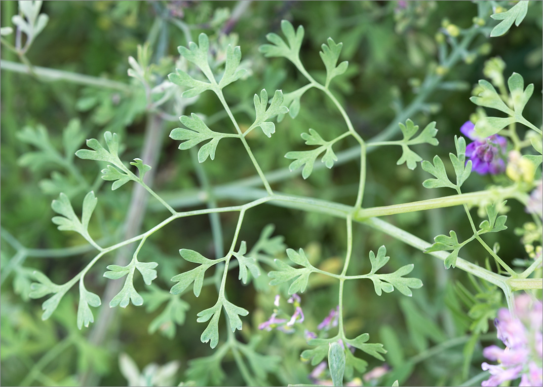 Изображение особи Fumaria officinalis.