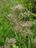 Valeriana alternifolia