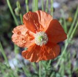 Papaver fugax