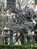 Wisteria sinensis. Цветущее растение. Крым, Никитский ботанический сад. Середина апреля 2002 г.