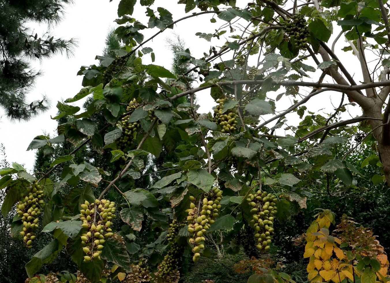 Изображение особи Paulownia tomentosa.