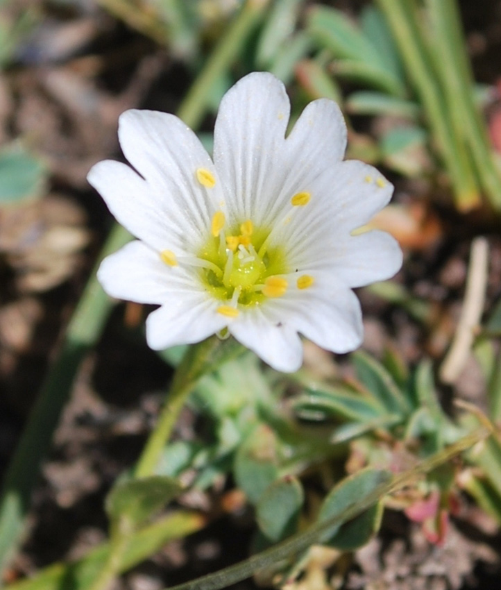 Изображение особи Dichodon cerastoides.