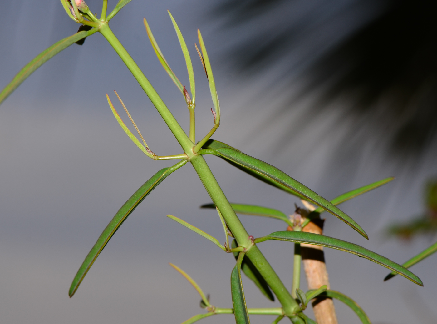 Изображение особи Euphorbia xanti.