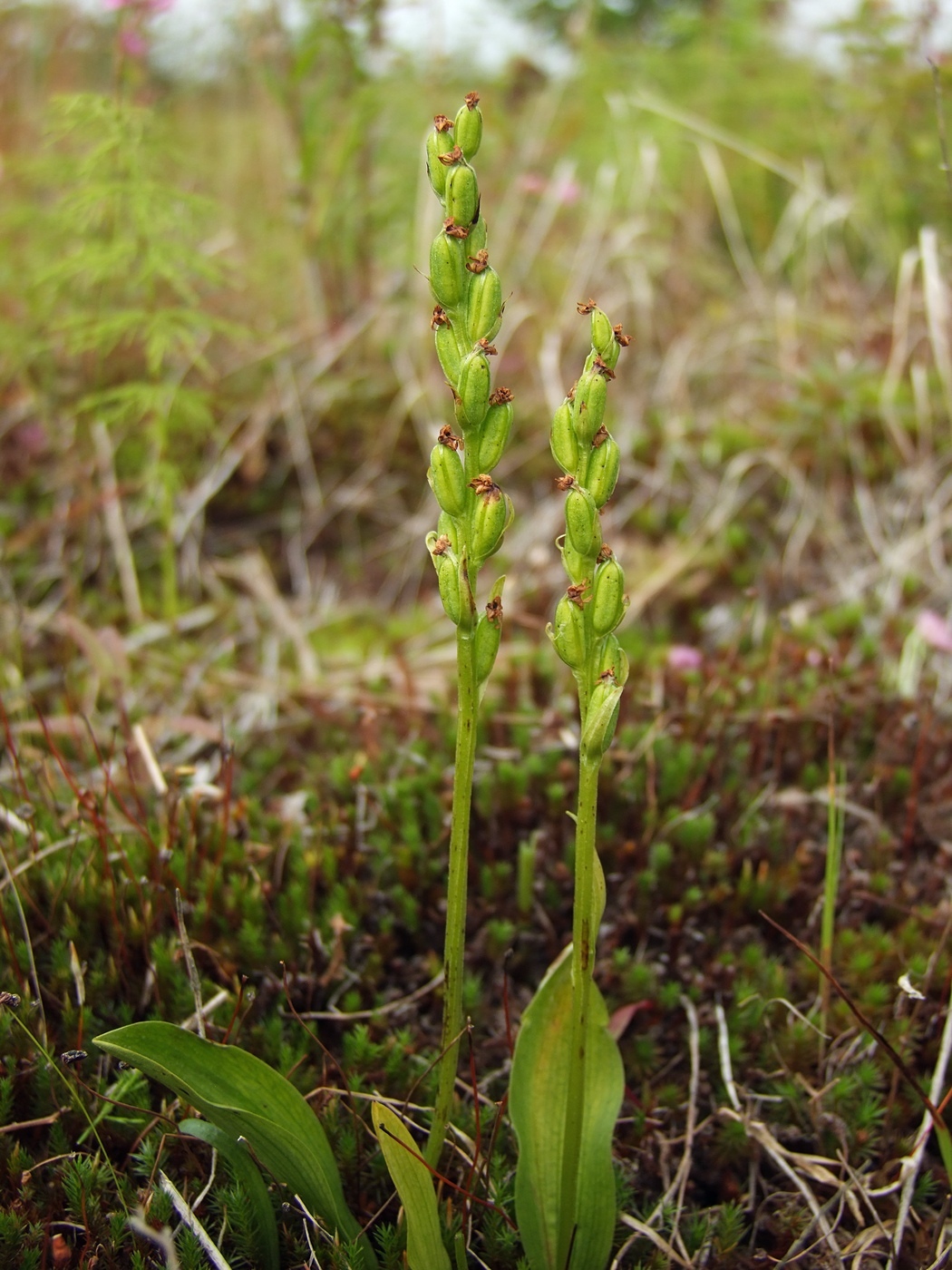 Изображение особи Platanthera oligantha.