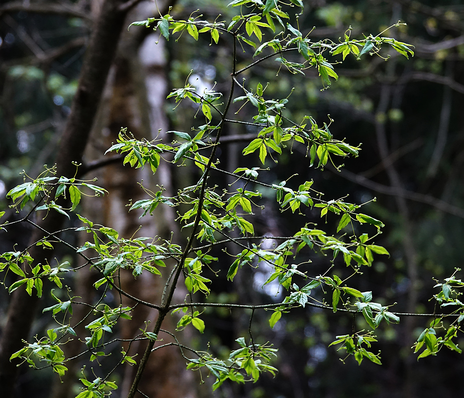 Изображение особи Euonymus verrucosus.