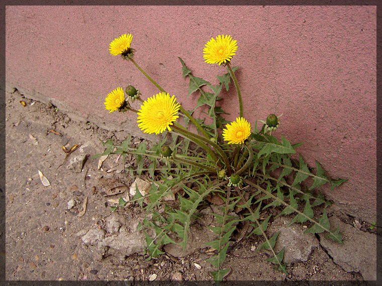 Изображение особи род Taraxacum.