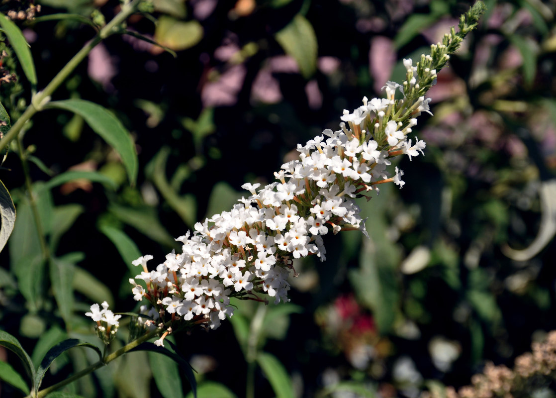 Изображение особи Buddleja davidii.