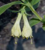 Lonicera pallasii