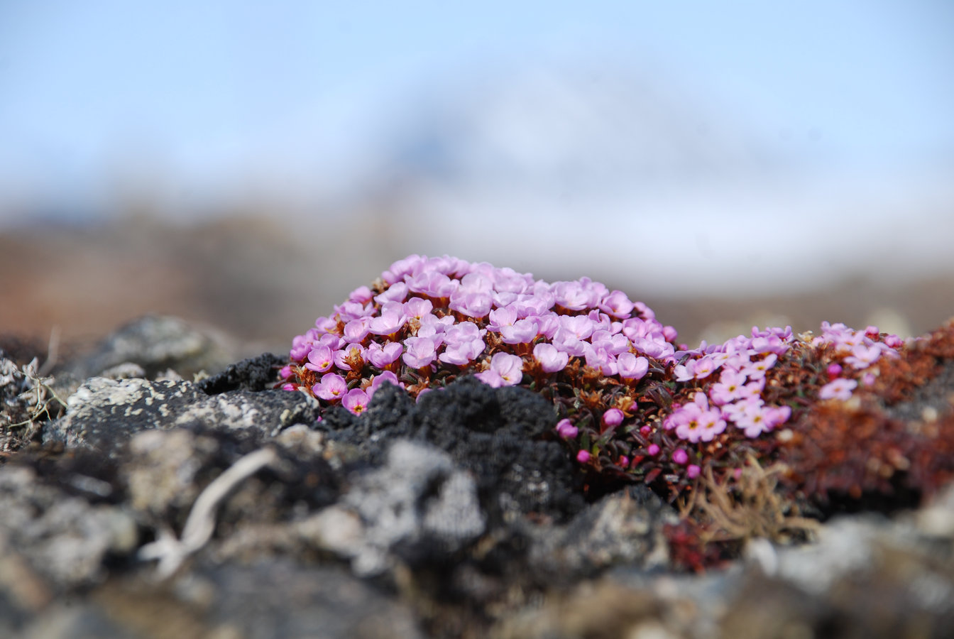 Изображение особи Douglasia ochotensis.