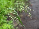 Festuca gigantea. Соцветие. Московская обл., Раменский р-н, пос. Ильинский, на заросшей травой улице. 15.07.2017.