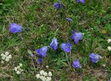 Campanula biebersteiniana. Цветущие растения. Абхазия, Рицинский реликтовый национальный парк, гора Агура, урочище Каменная Поляна, ≈ 2300 м н.у.м., субальпийский луг. 14.07.2017.