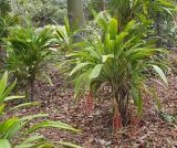 Cordyline petiolaris