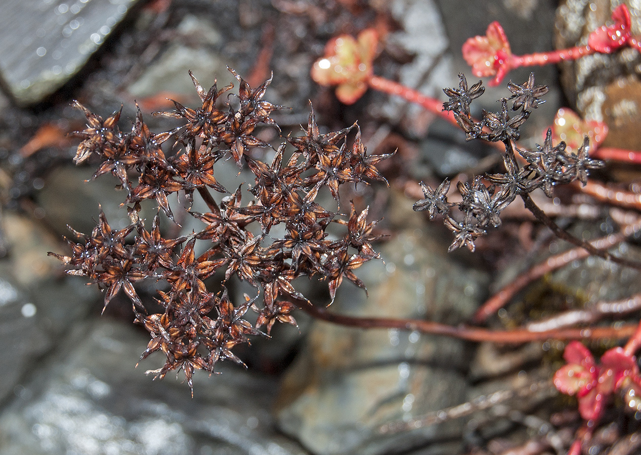 Изображение особи Aizopsis hybrida.