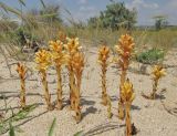 Orobanche centaurina