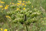 Heracleum sibiricum. Соплодие с незрелыми плодами и колонией тли. Ленинградская обл., Гатчинский р-н, окр. дер. Замостье, суходольный луг. 14.07.2018.