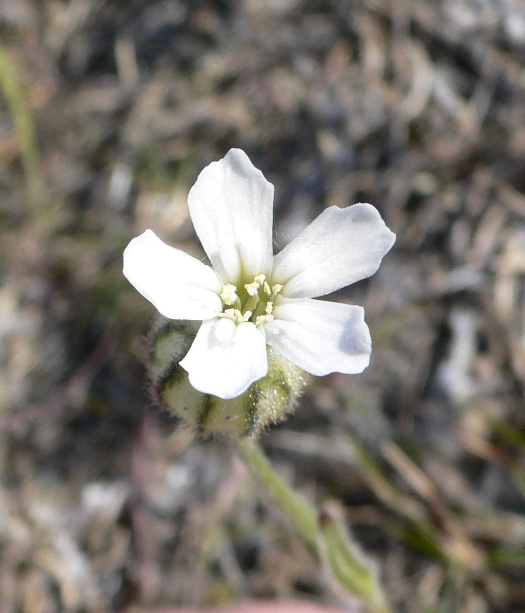 Изображение особи Gastrolychnis furcata.