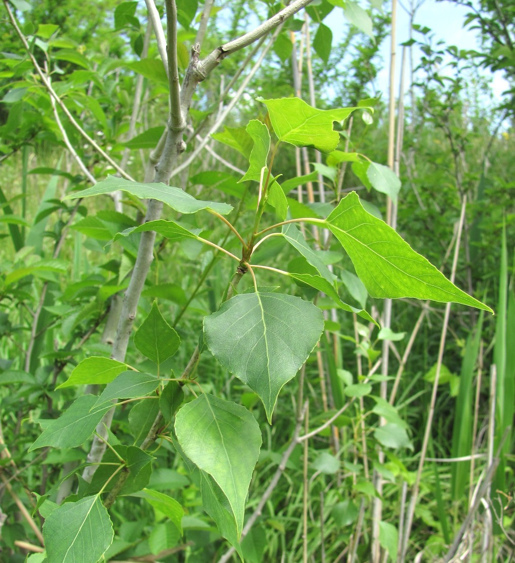 Изображение особи Populus nigra.