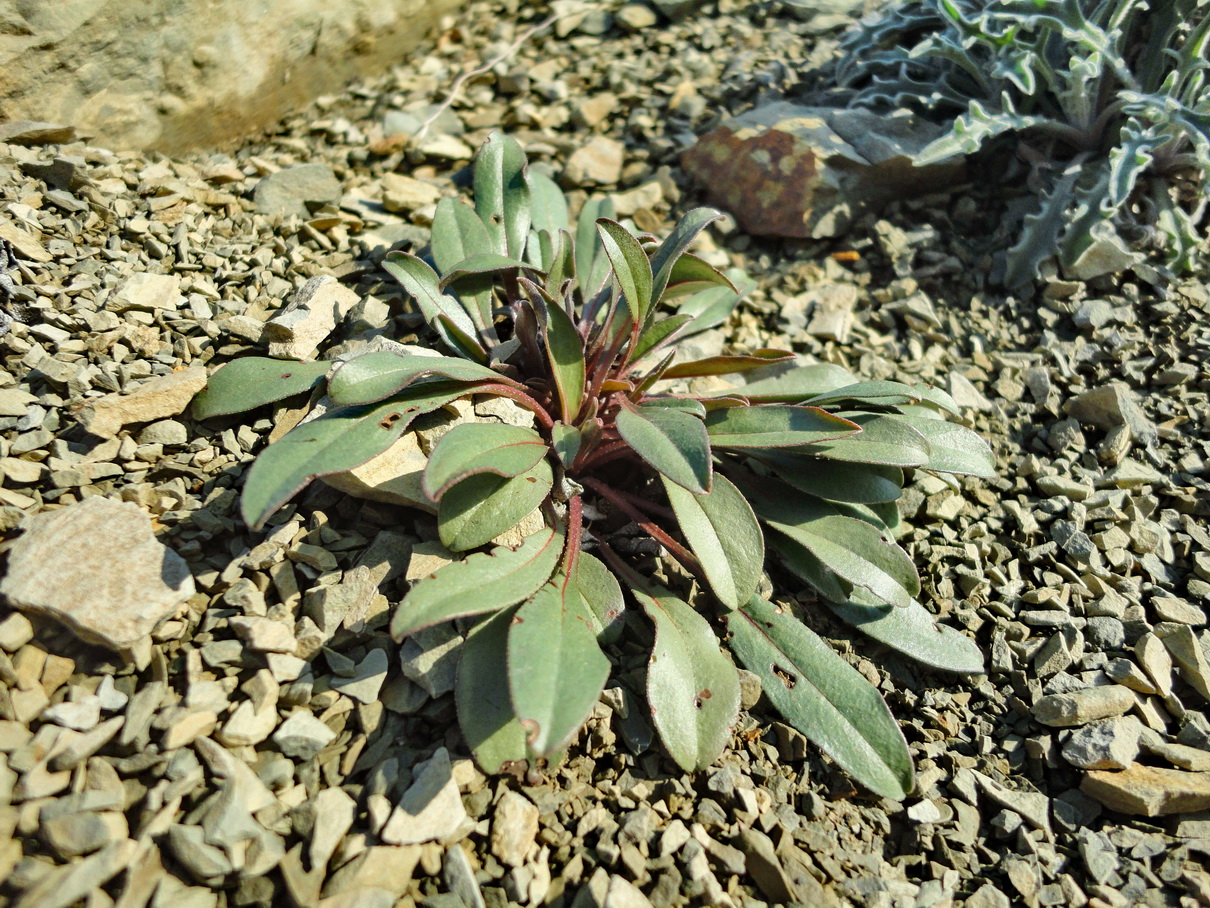 Изображение особи Paracaryum turcomanicum.