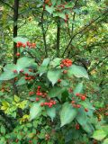 Photinia villosa