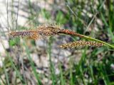 Carex cuspidata