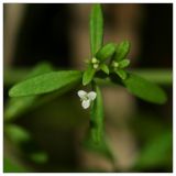 Galium trifidum. Цветок. Республика Татарстан, Агрызский р-н. 23.06.2010.